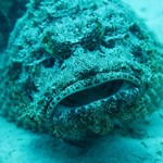dive hurghada-fish-stonefish-diving-dive-photo-underwater