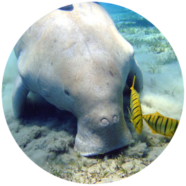 Dugong in Marsa Alam