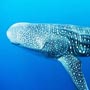 Whaleshark Hurghada