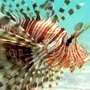 Lionfish Hurghada